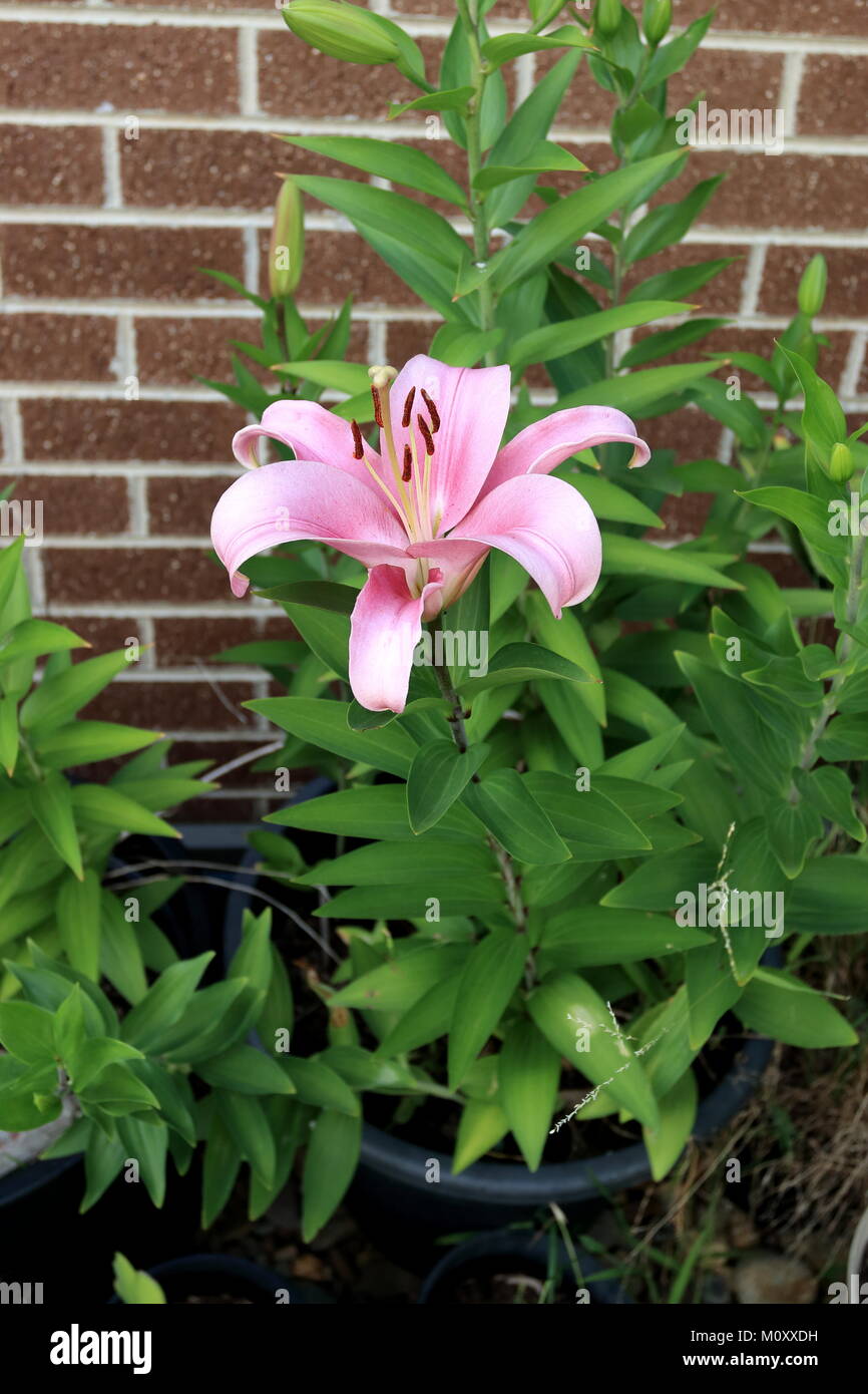 Blooming Lilium or Lilies growing in a pot Stock Photo