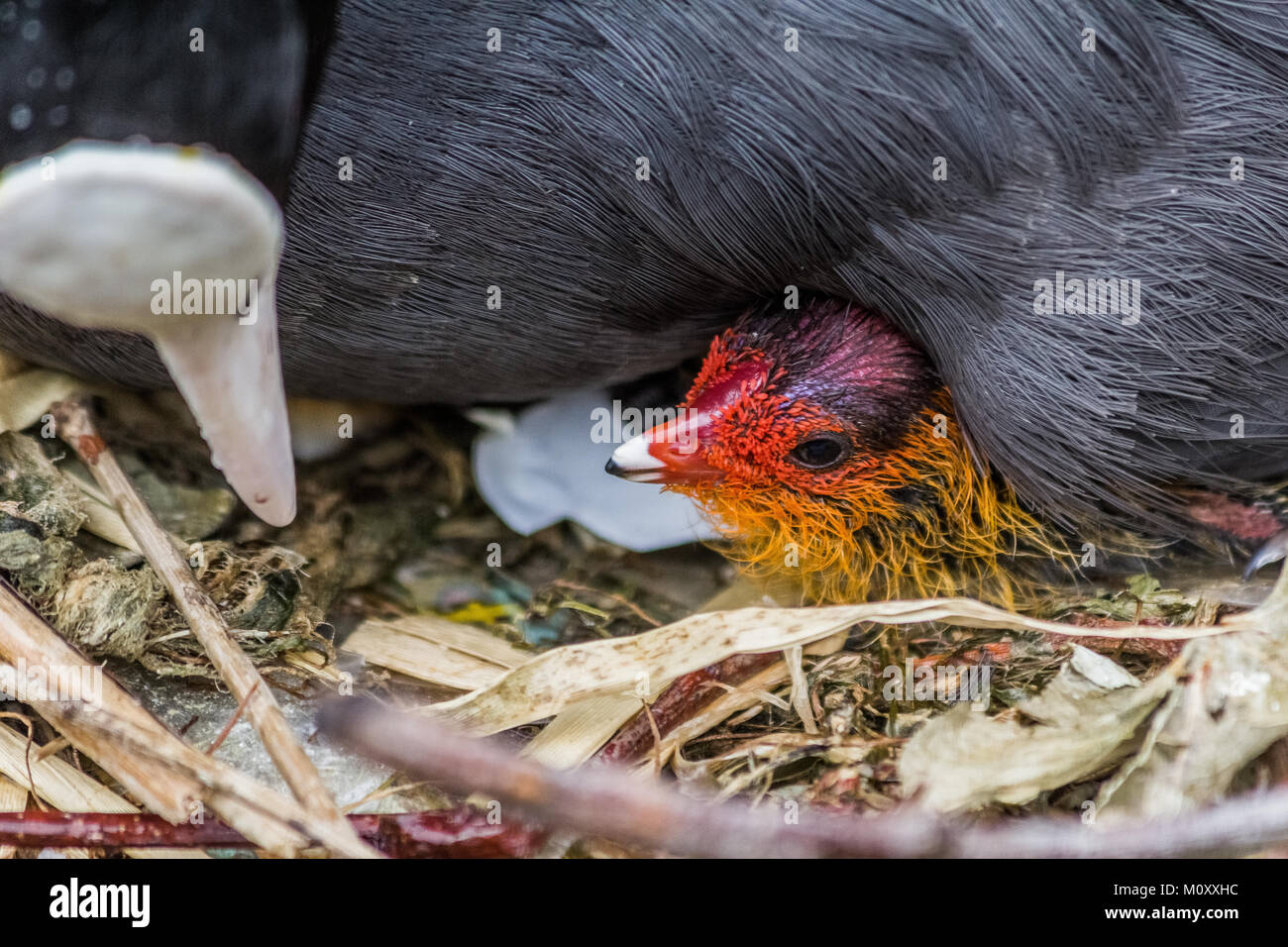 Moorhen with it's chick, Canal side,nesting. Stock Photo