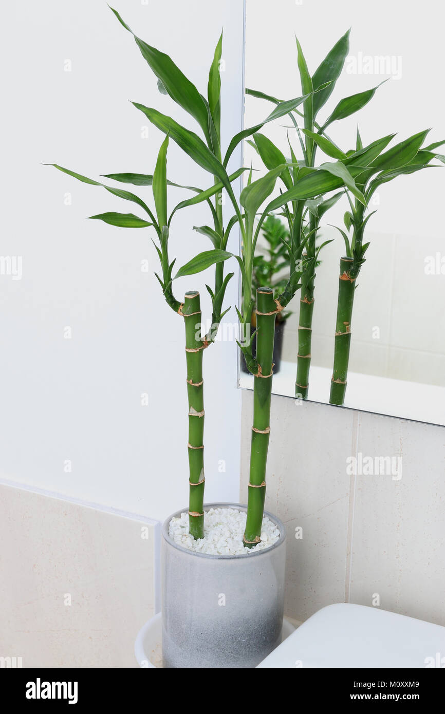 Dracaena braunii or known as Lucky bamboo growing in a bathroom Stock Photo