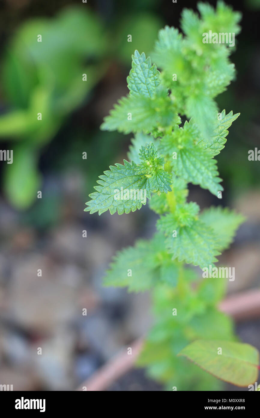 Stinging Nettle also known as Urtica dioica Stock Photo