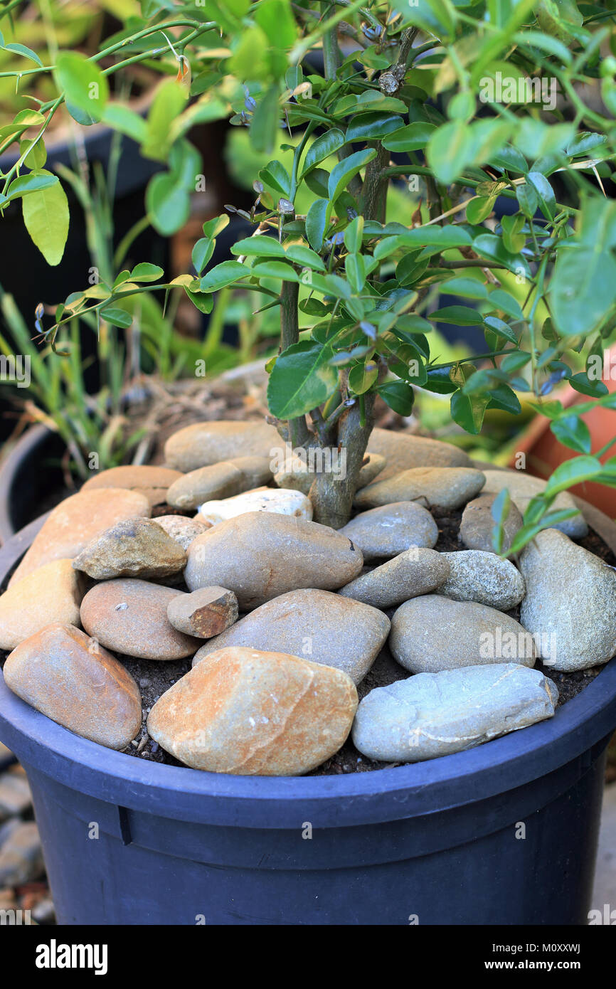 Mulching with pebbles and rocks around citrus tree Stock Photo Alamy