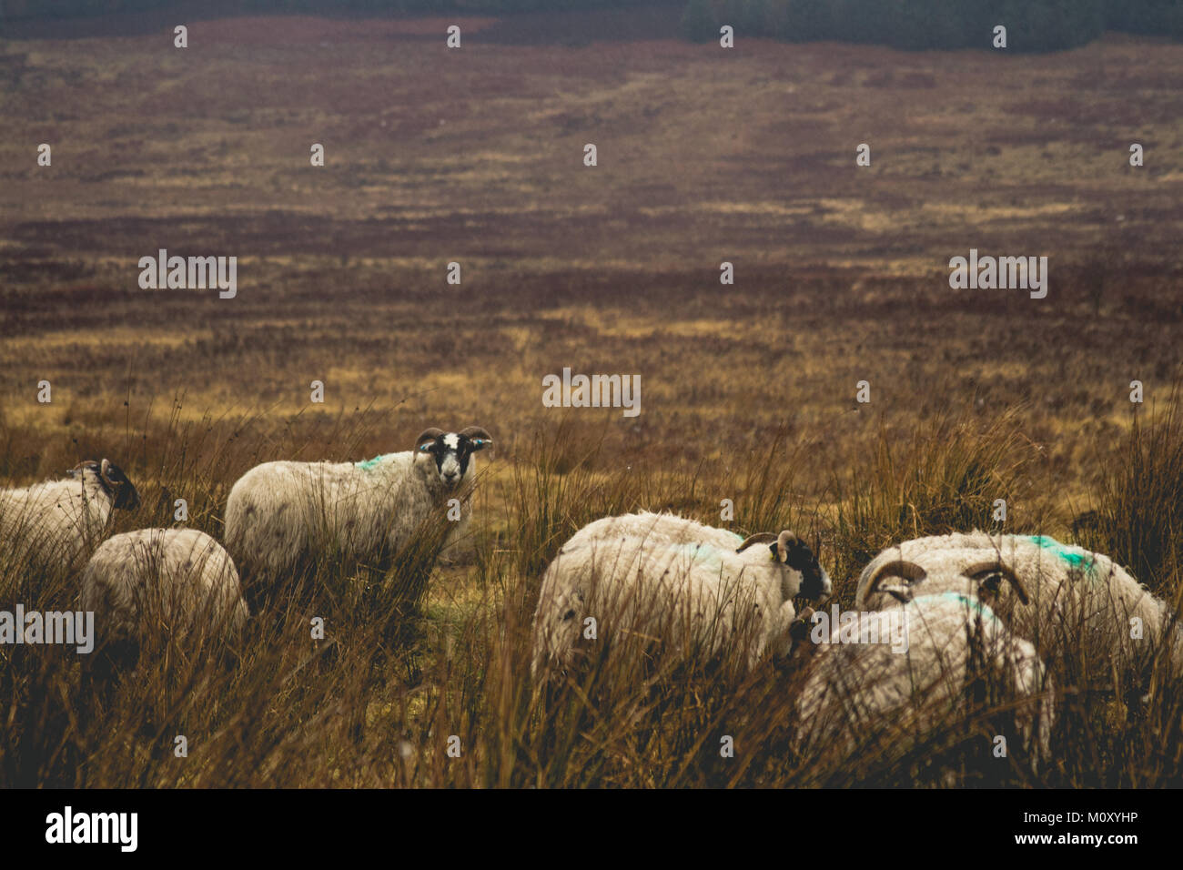 Scotland Sheep Stock Photo