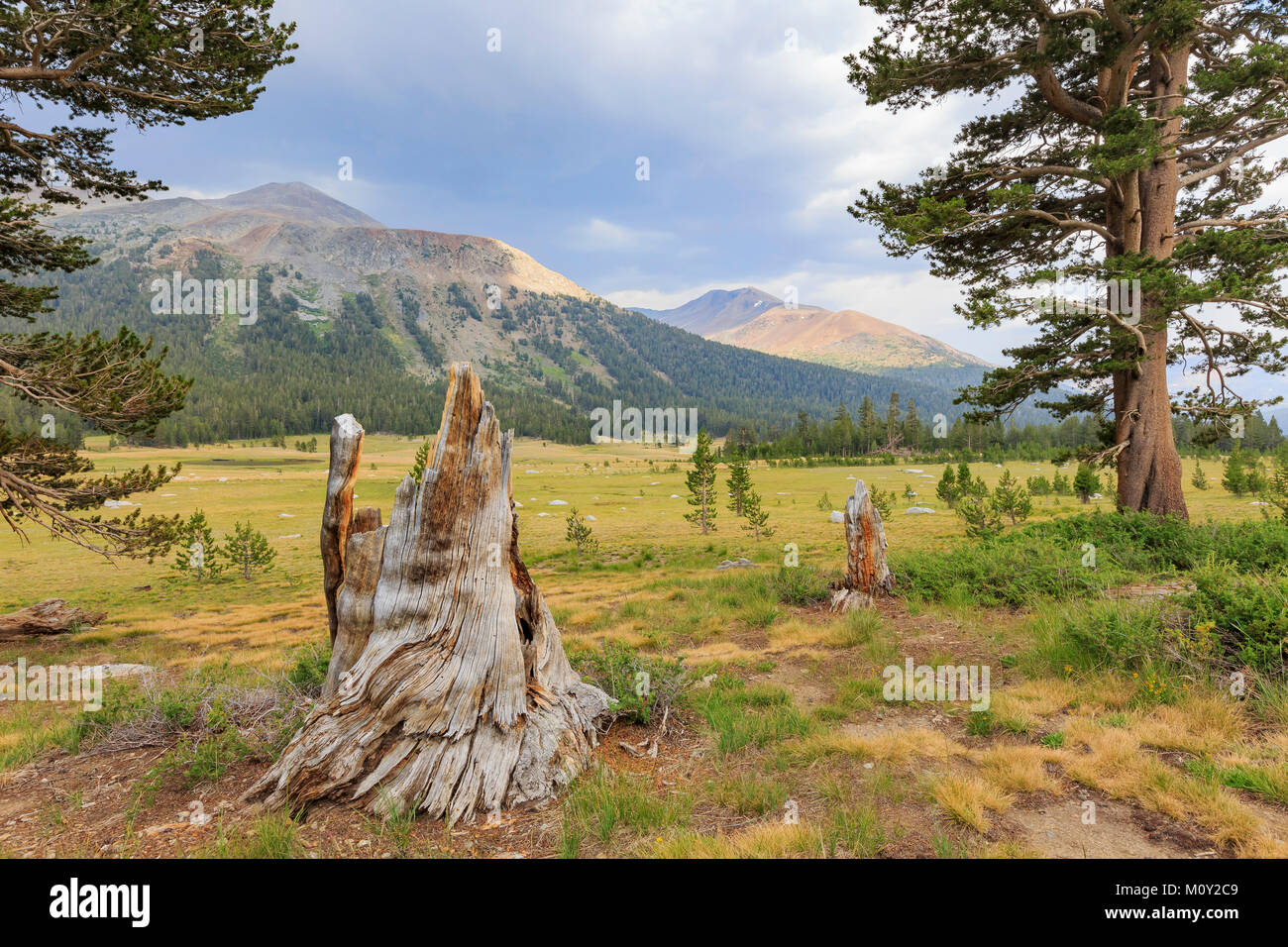 Afternoon of a beautiful grass field in Yosemite National Park, California Stock Photo