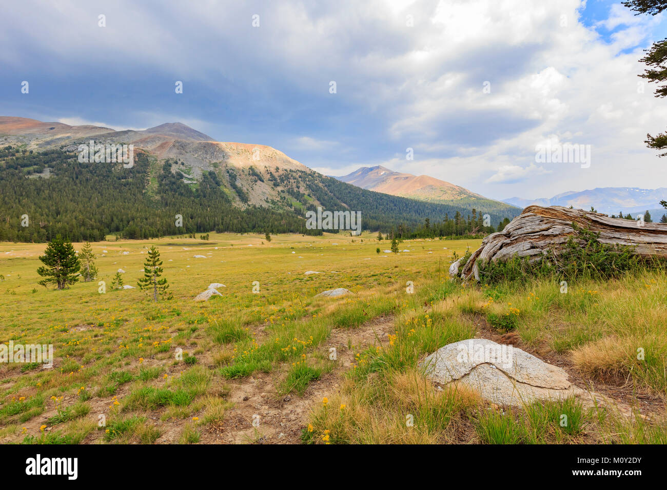 Afternoon of a beautiful grass field in Yosemite National Park, California Stock Photo