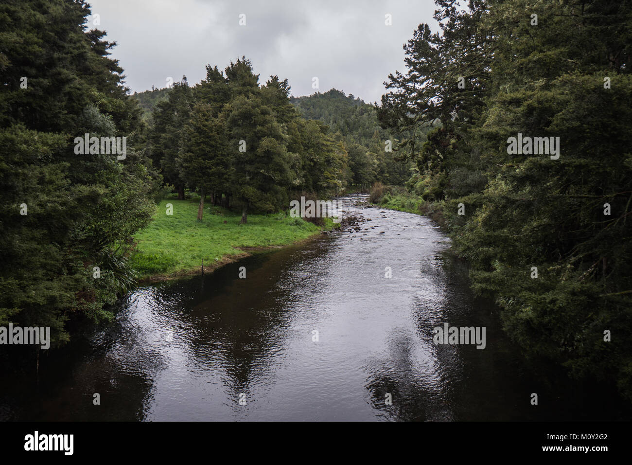 Calm river runs through the forest at Dickey Flat Campsite, Waikino, New Zealand Stock Photo