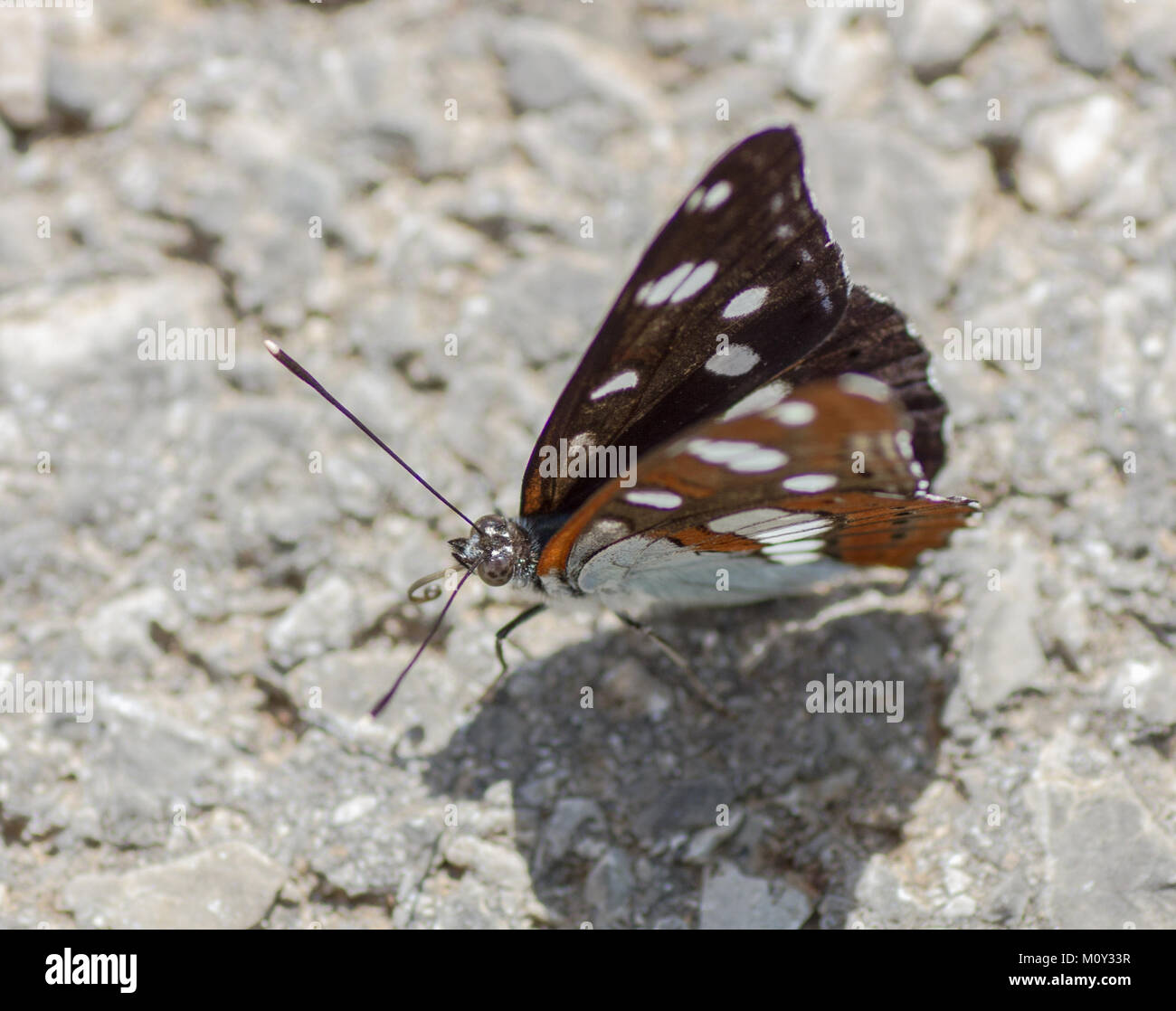 Brown / golden butterfly with white spots resting on a grey rocky surface, Croatia 2017 Stock Photo