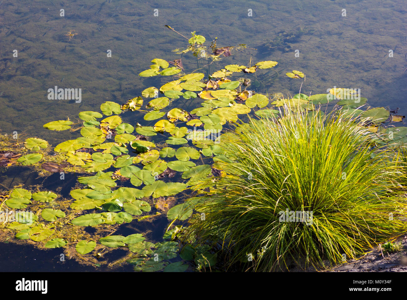 Lilly pads and grass at the side of the River Gacka, Otocac, Croatia, 2017 Stock Photo