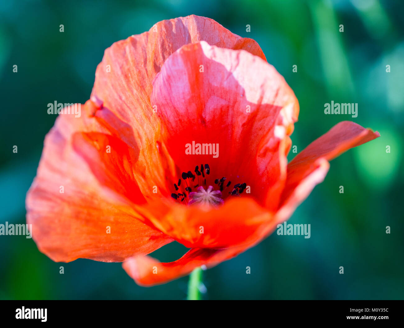 Red Wild Common poppy flower close up with stamen, filaments, pistil and anther visible on a green background, Croatia 2017 Stock Photo