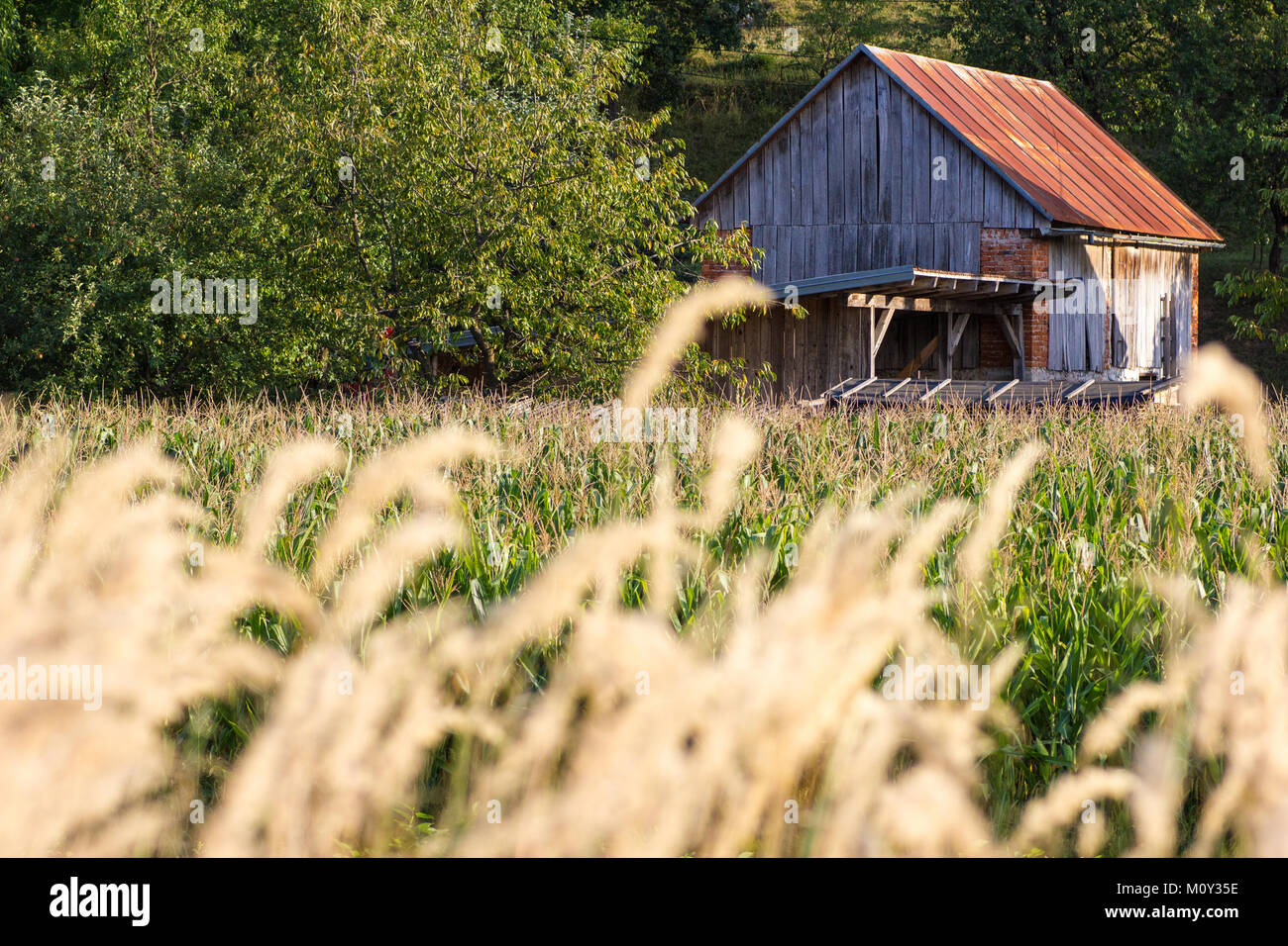 Tin roofed farm building behind a maize field with wild grass in the foreground, Croatia 2017 Stock Photo