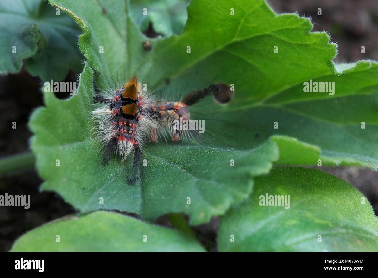 France, Morbihan, Vannes, Lepidoptera, Lymantriidae, Rusty tussock moth (Orgyia antiqua) Stock Photo