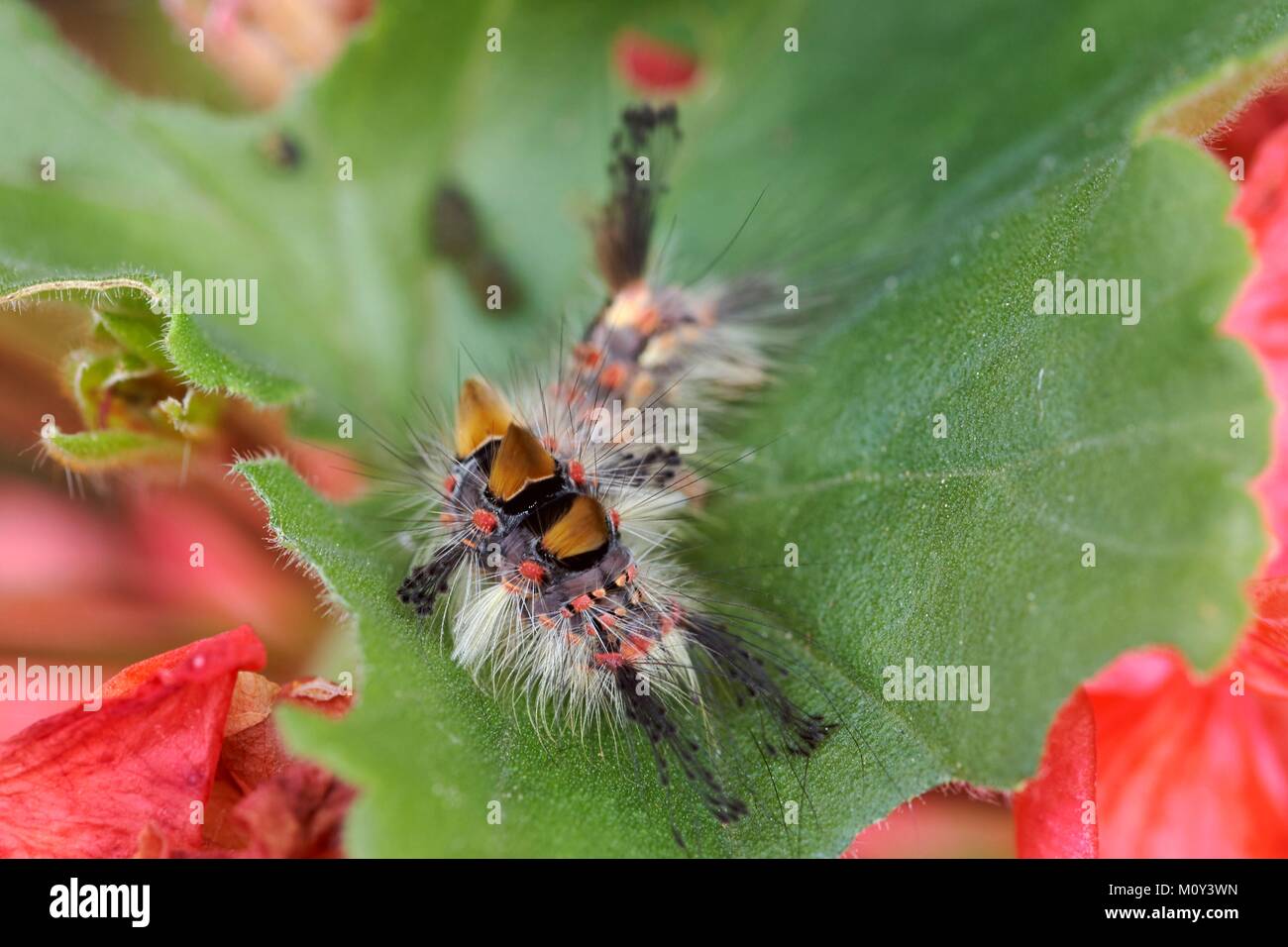 France, Morbihan, Vannes, Lepidoptera, Lymantriidae, Rusty tussock moth (Orgyia antiqua) Stock Photo