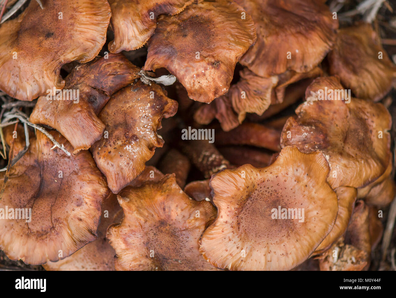 Armillaria, or honey fungus on dead tree, Andalusia, Spain. Stock Photo