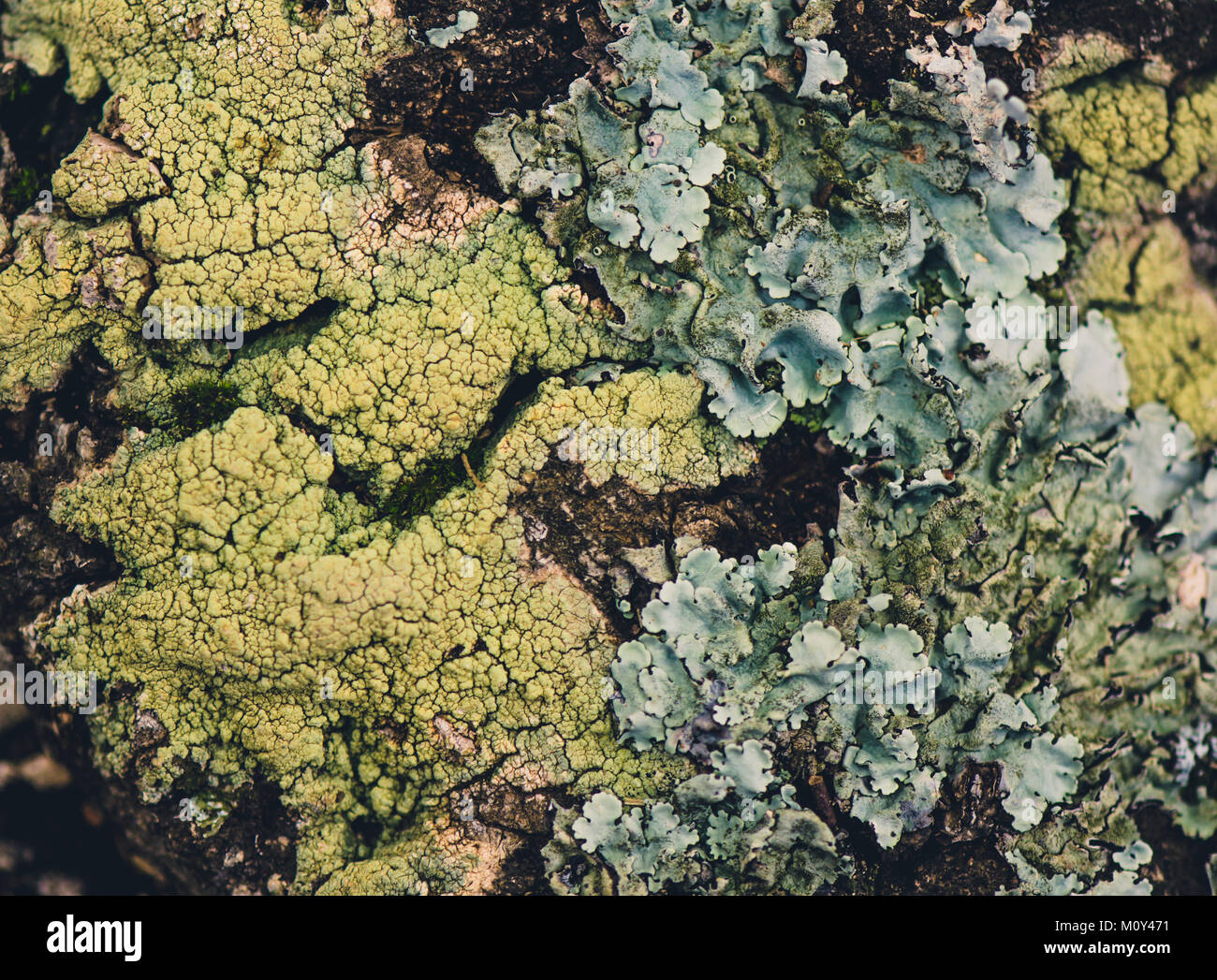 Rock covered with different species of lichen and moss. Spain Stock