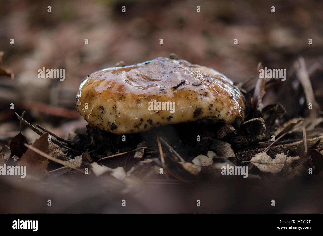 Suillus bellinii, Boletus bellinii, on forest floor. Andalusia, Spain. Stock Photo