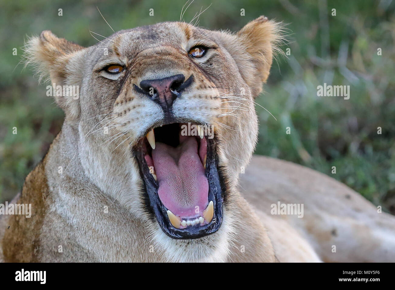Close-up of Lioness roaring directly at camera with blurred grassland background. Stock Photo