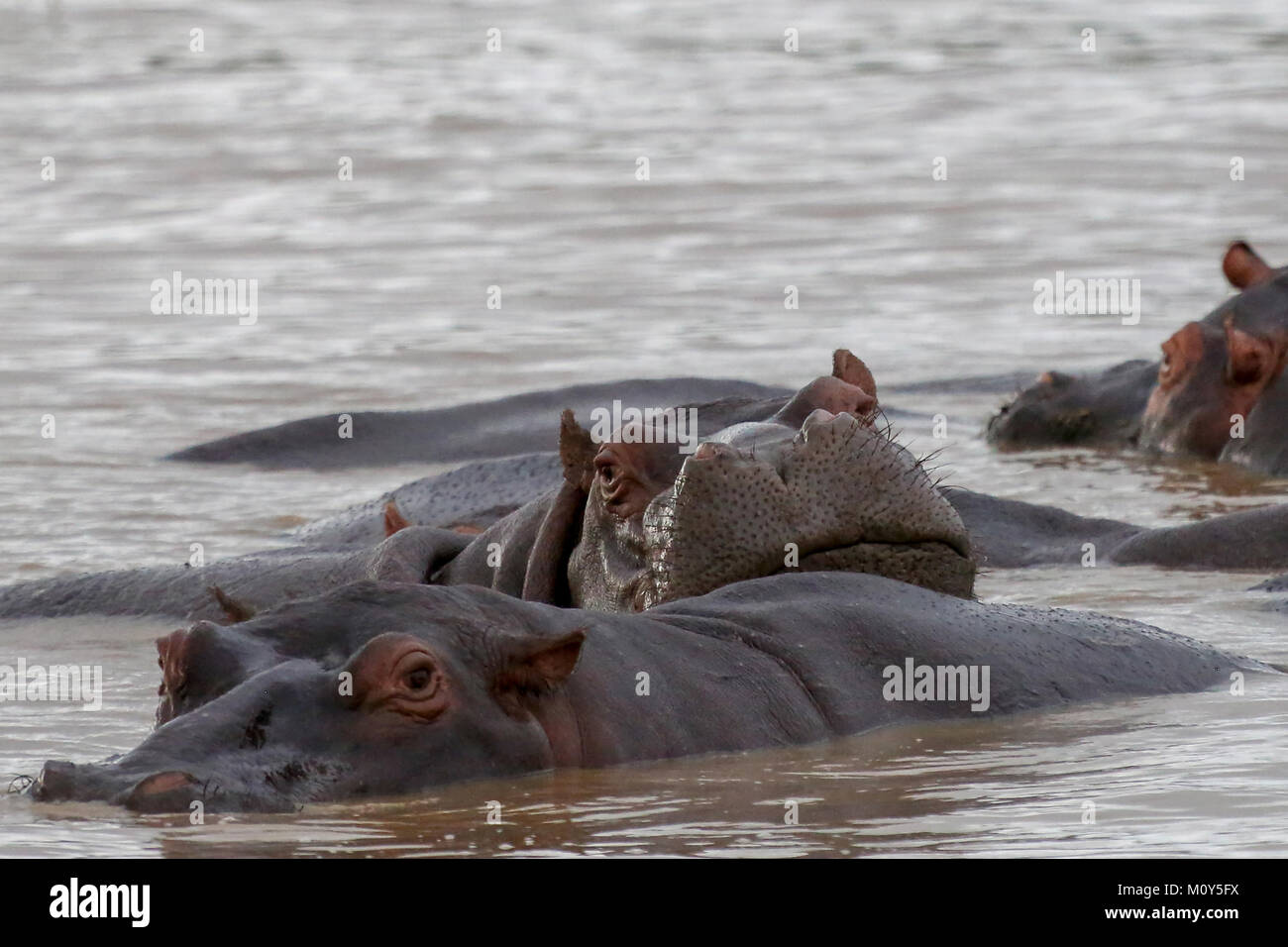 Hippos resting in lake, one resting head on the back of another Stock Photo