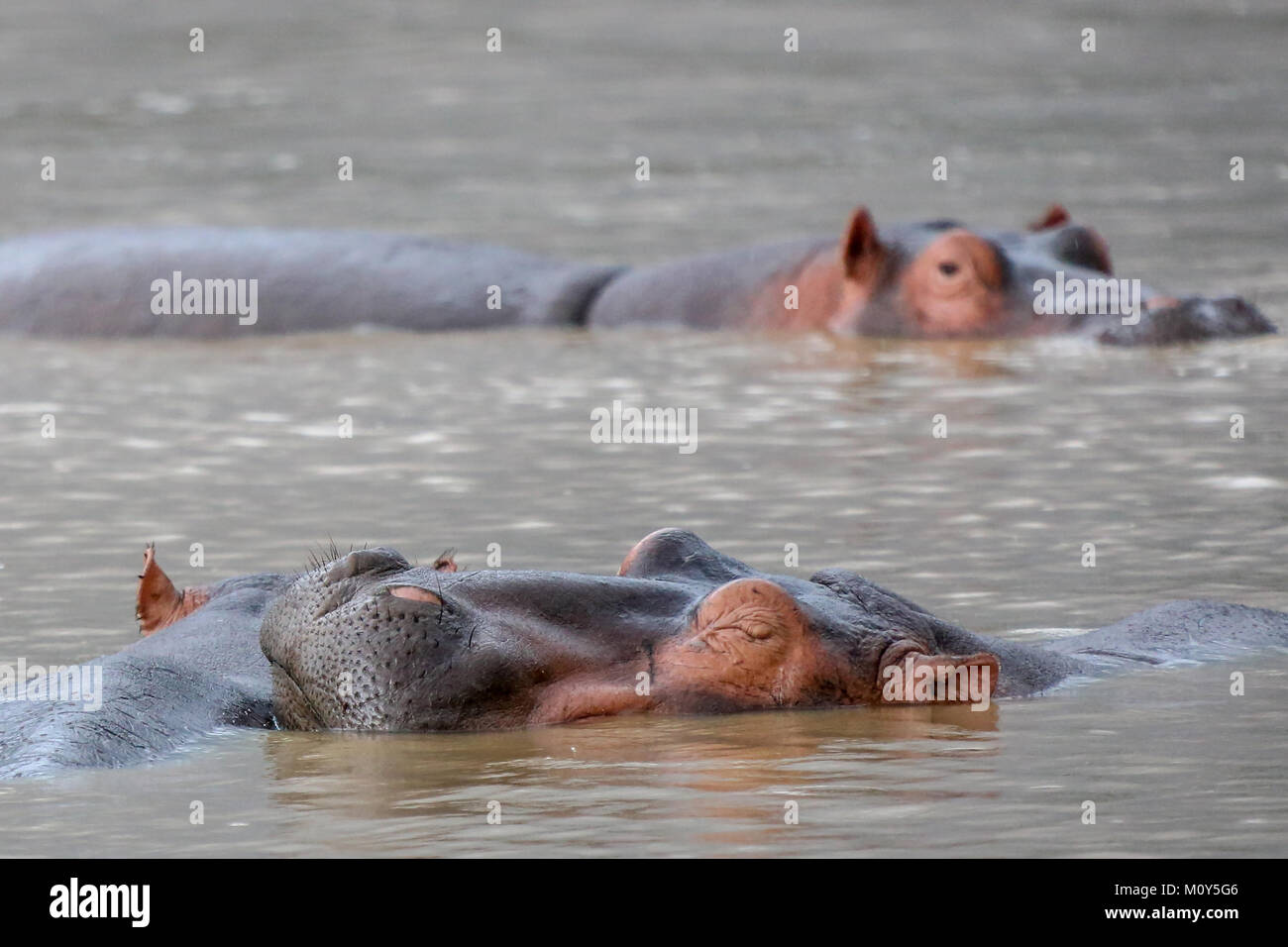 Hippos resting - sleeping in Lake St Lucia - sleeping hippo in foreground with blurred mail in background Stock Photo