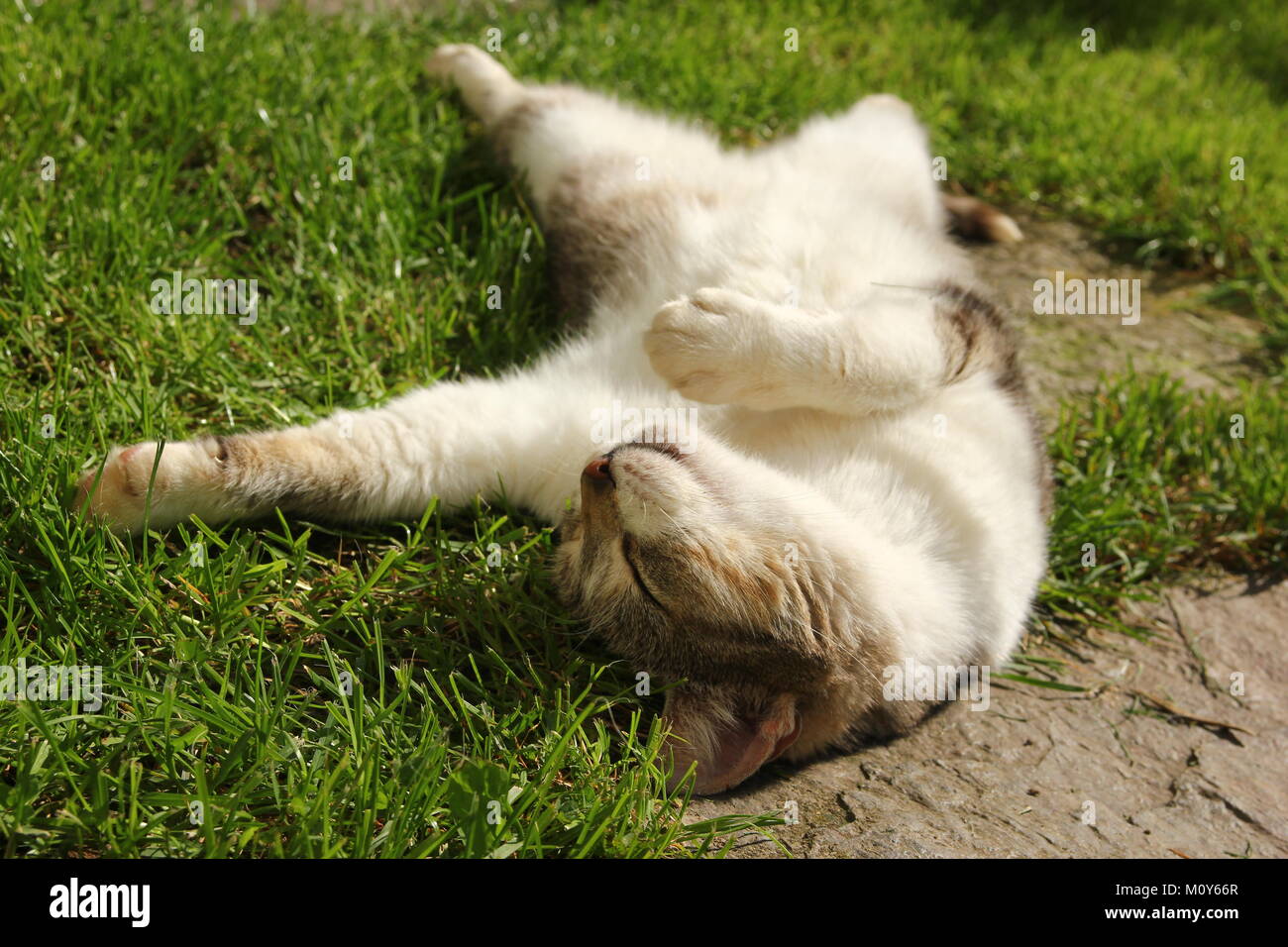 Happy cat lying down grass hi-res stock photography and images - Alamy