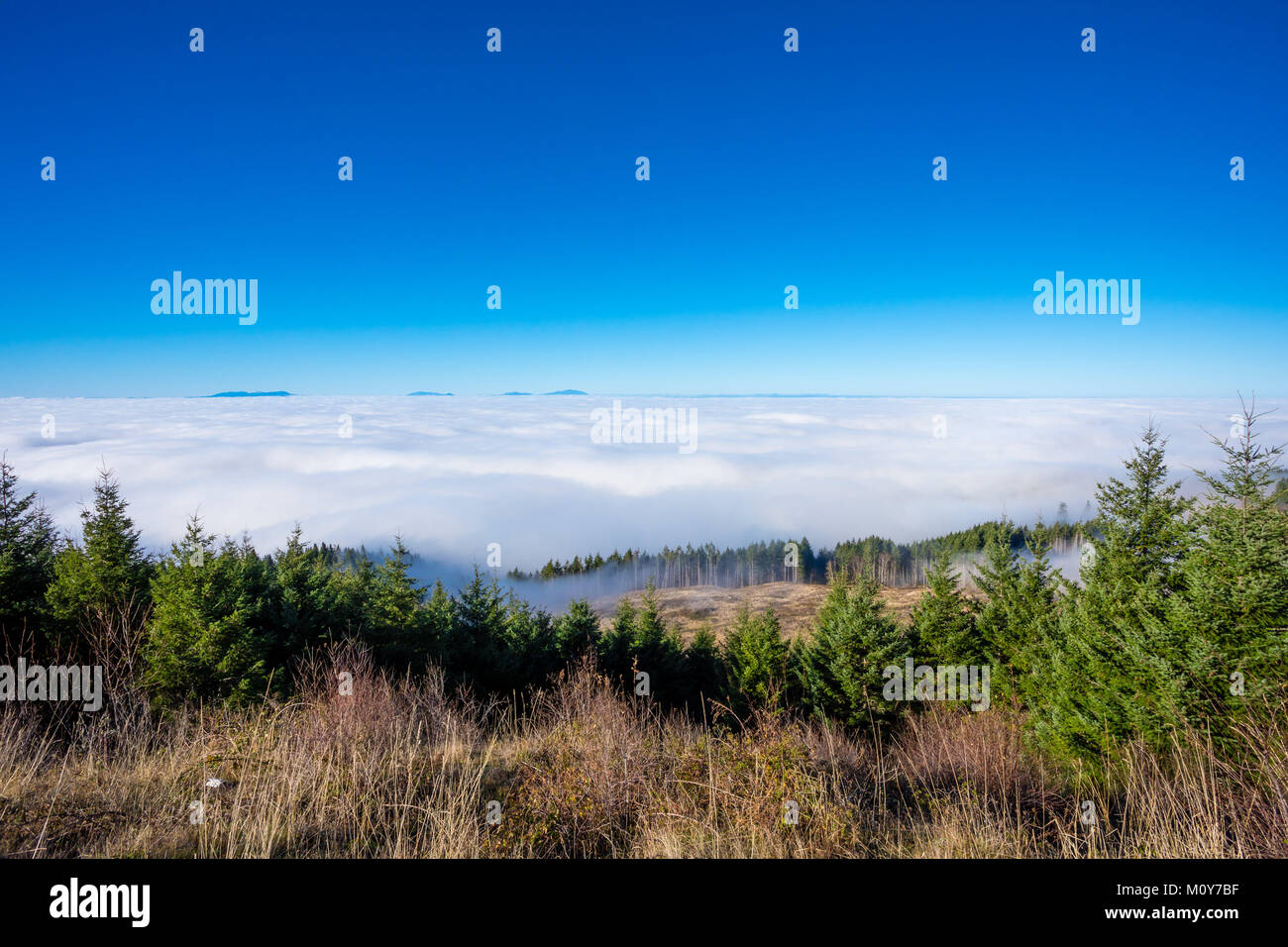 Above the Clouds in Coburg Hills of Oregon Stock Photo