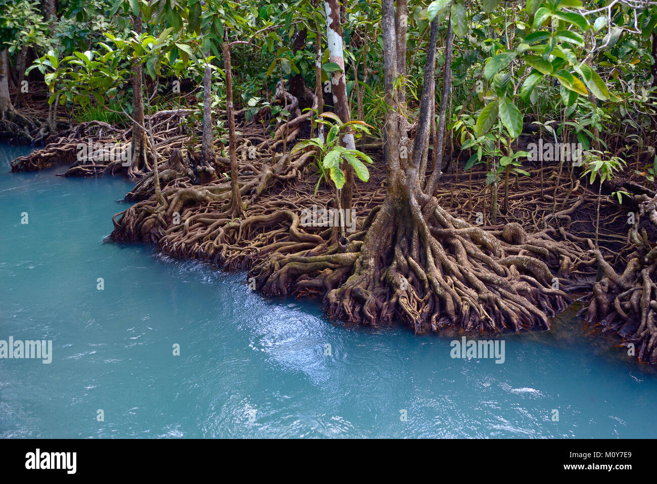 Mangrove forest in Thailand, Krabi Stock Photo