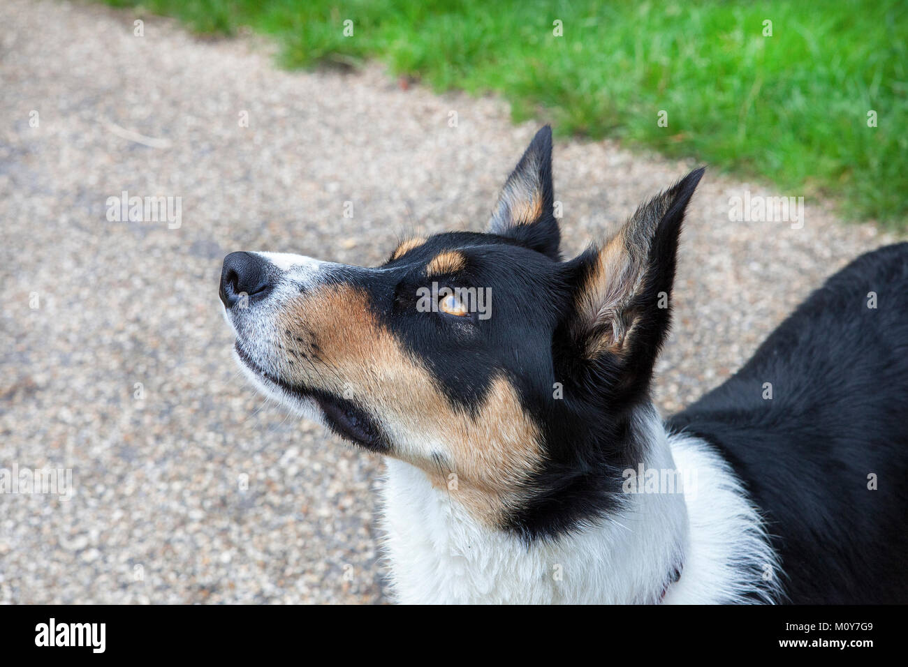 Collie dog looking up with ears pricked Stock Photo