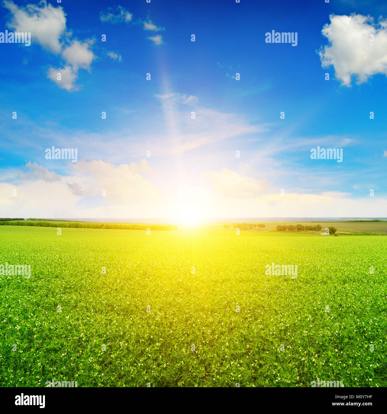 beautiful sunrise over field pea. Blue sky and white clouds. Stock Photo