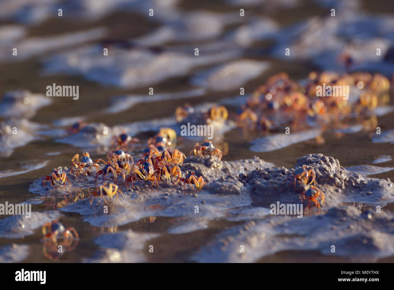 Small crabs in the wet sand closeup Stock Photo