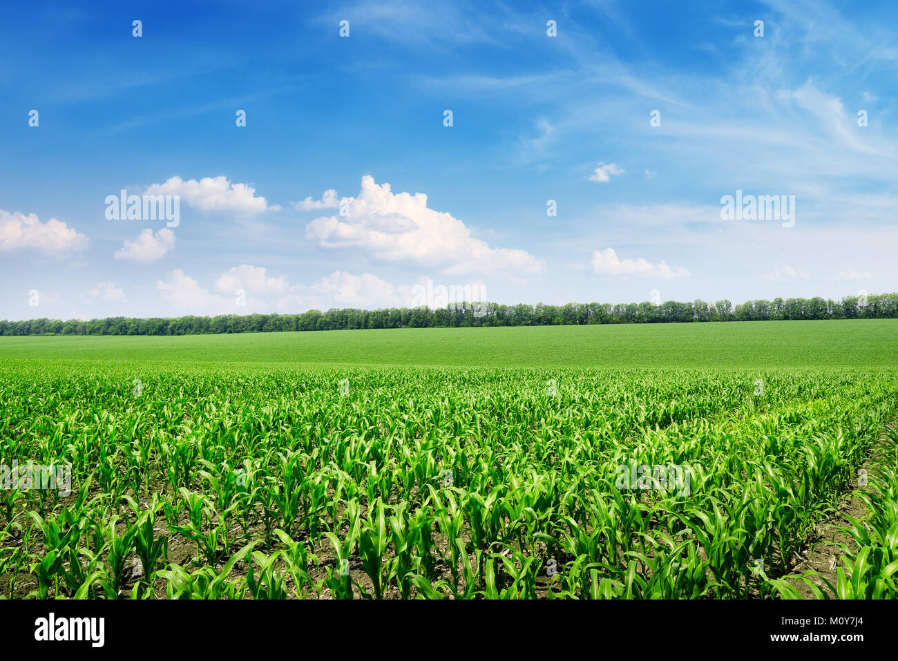 Bright corn field and blue sky with white clouds Stock Photo - Alamy