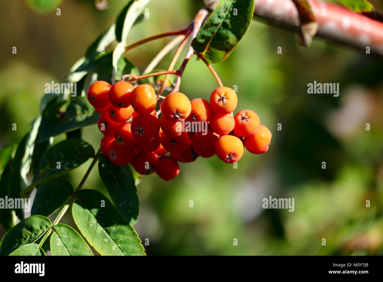 Rowan berries on a blurred background. Stock Photo