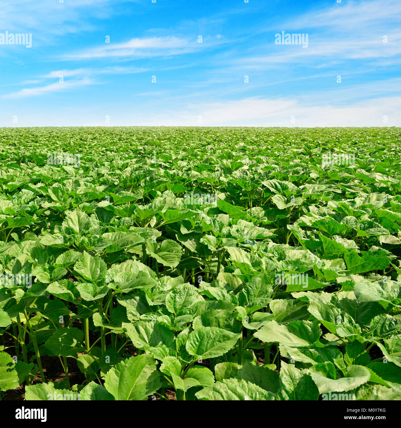 sunflower field and beautiful blue sky Stock Photo - Alamy