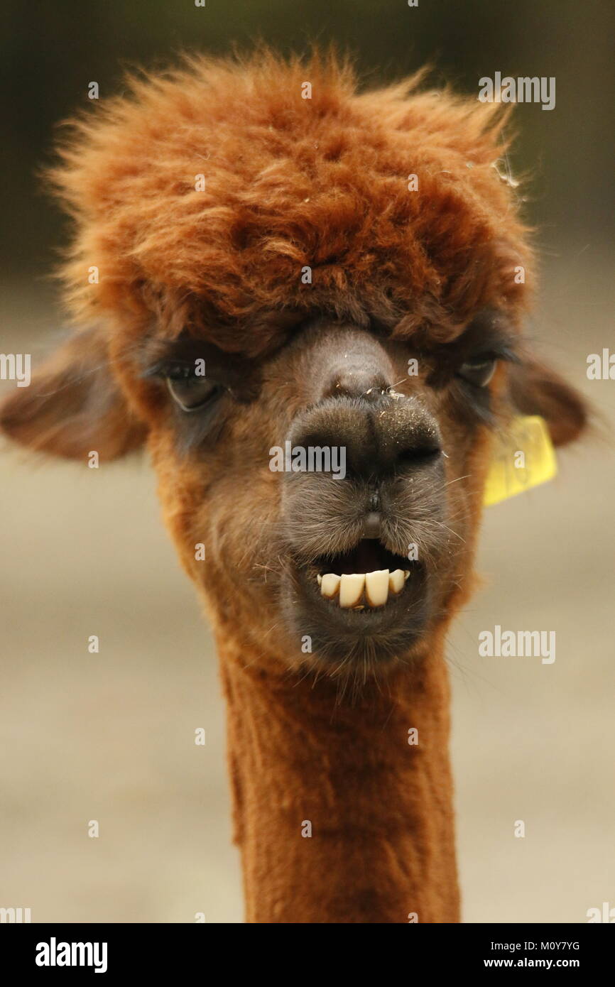 Alpaca Lama Head Stock Photo Alamy