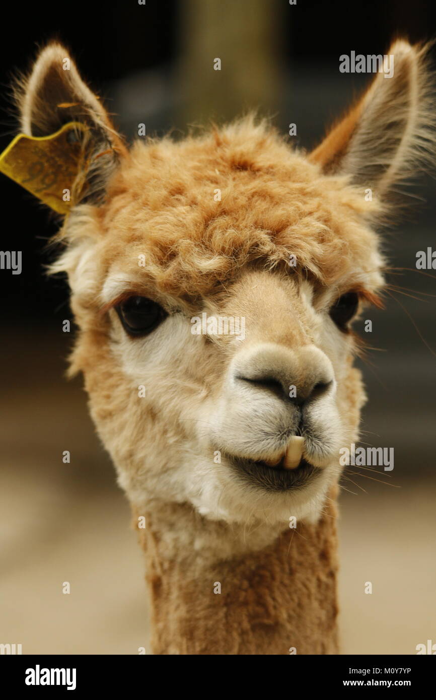 Alpaca Lama Head Stock Photo Alamy