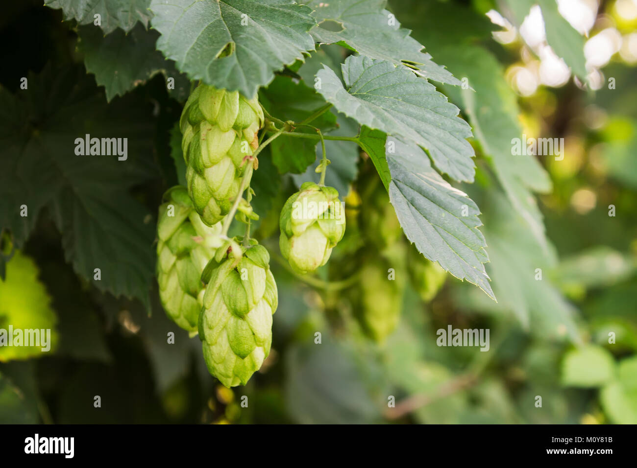Hop Depth Image Brewing shallow depth of field hi-res stock photography and images - Alamy