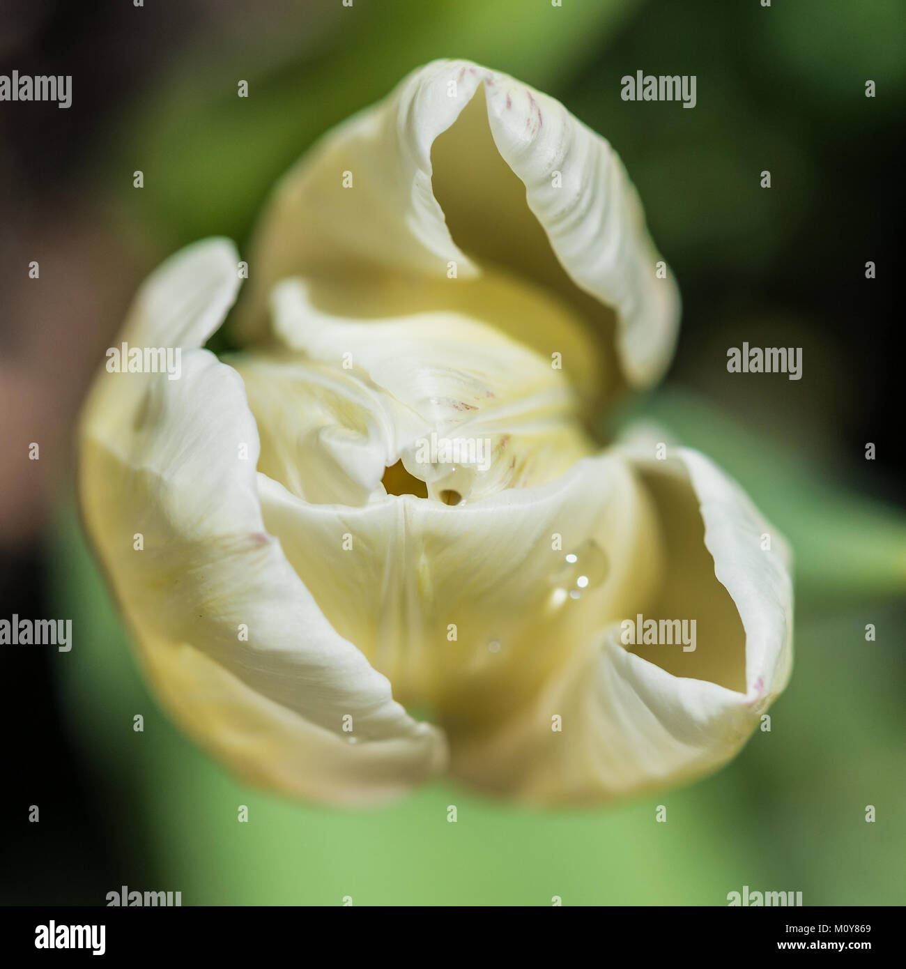 White tulip flower close hi-res stock photography and images - Alamy