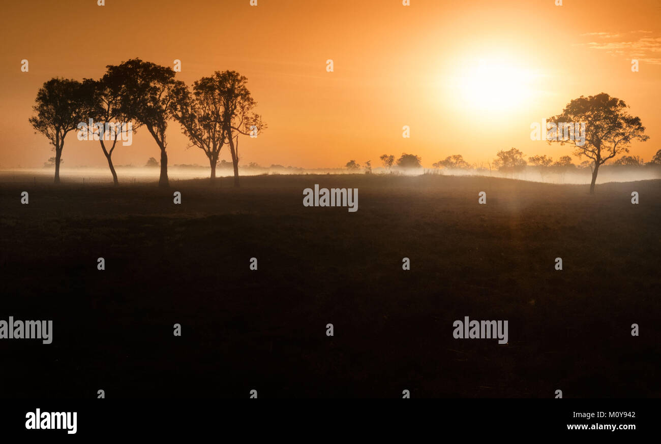 Dawn mist amongst trees in the Australian Outback (Darwin, Northern Territory) Stock Photo