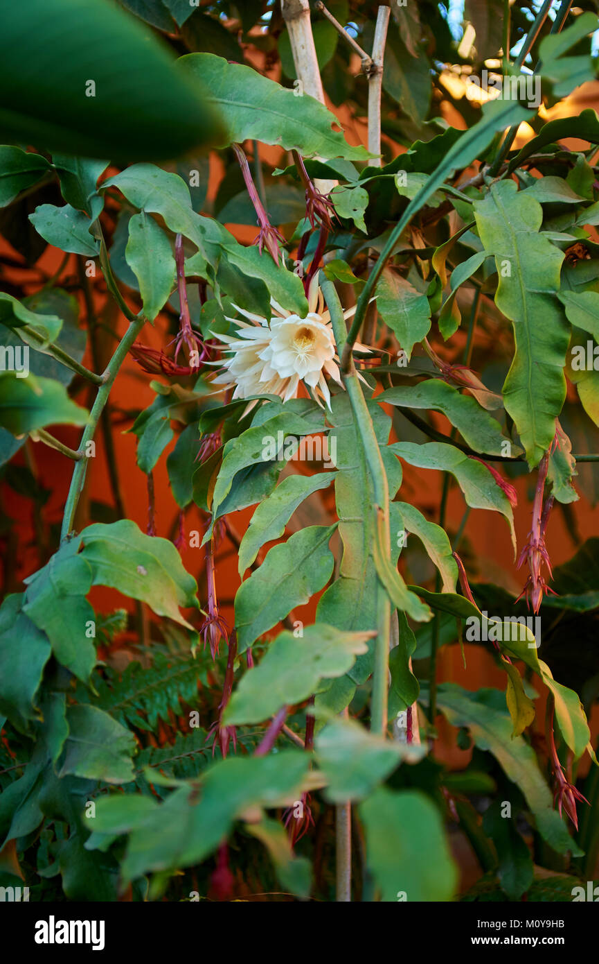 Queen of the Night, only flowering a few hours during one night,caught