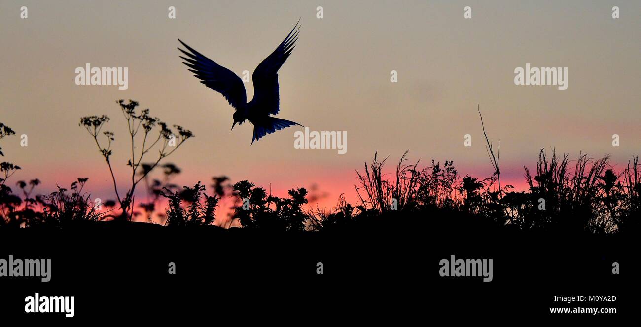 Silhouette of Common Terns on red sunset Sunset Sky. The Common Tern (Sterna hirundo). in flight on the sunset grass background. Sunrise Backlight sea Stock Photo