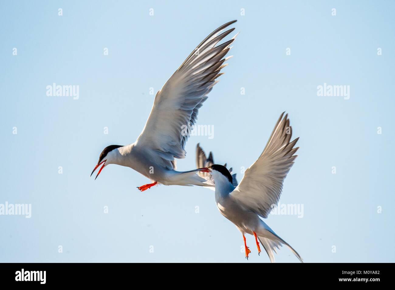 The Tern flies holding a beak a tail of other Tern. Closeup Portrait of Common Terns (Sterna hirundo). Adult common terns in flight on the blue sky ba Stock Photo