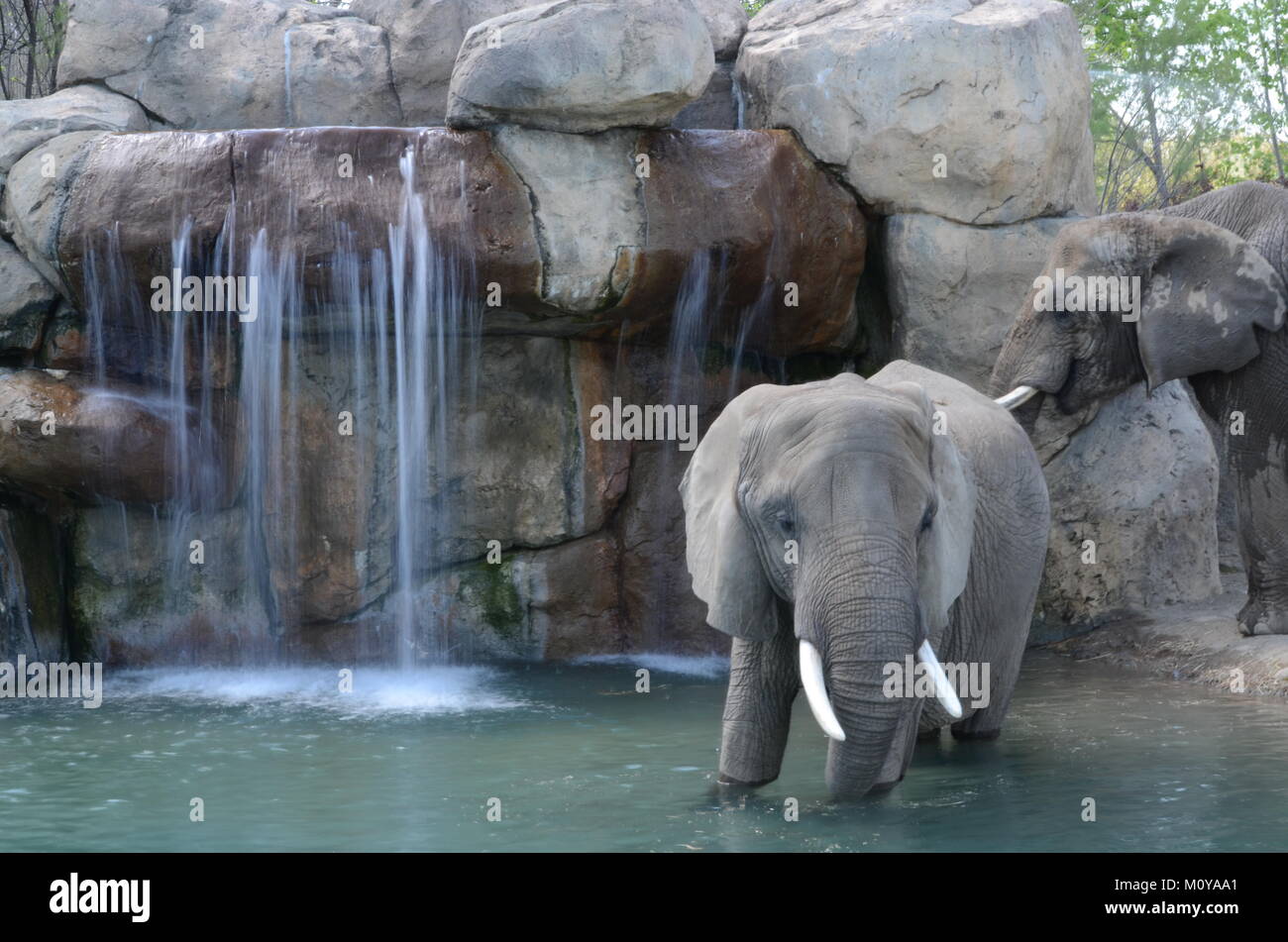 elephant at Indianapolis zoo Stock Photo