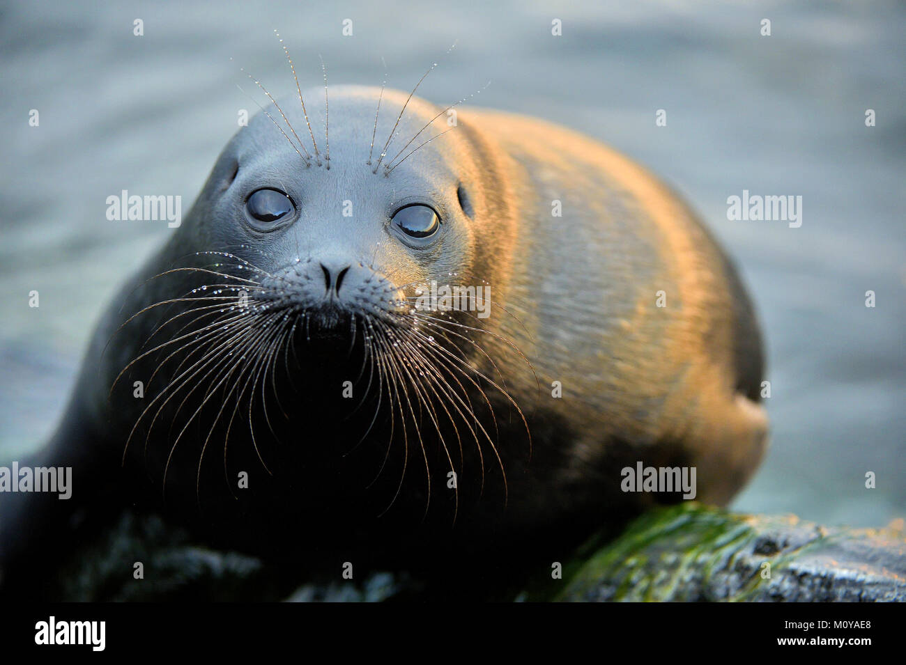 The Ladoga ringed seal ( Pusa hispida ladogensis) close up. The Ladoga seal in a native habitat Stock Photo