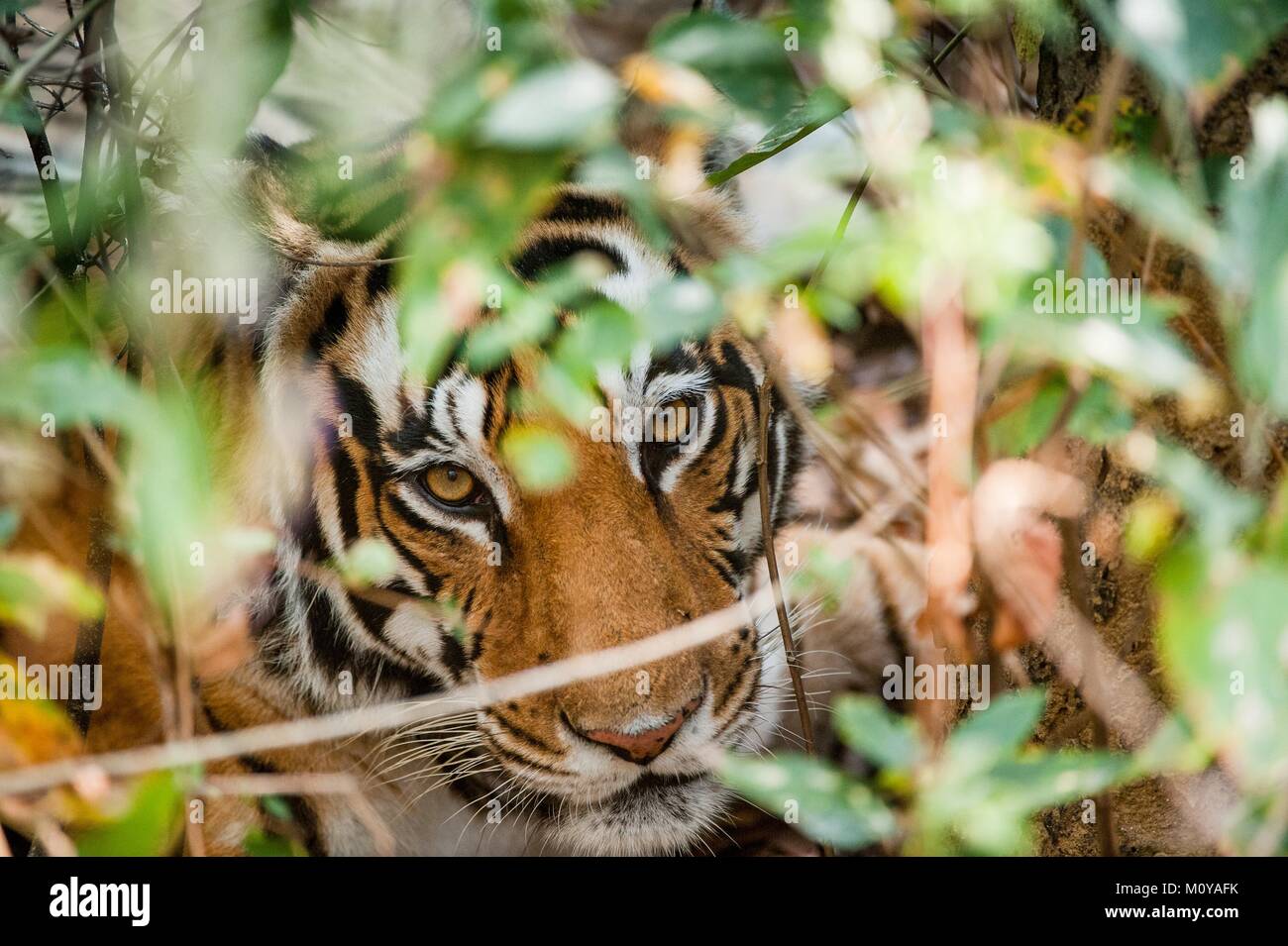 Young Bengal tiger in natural habitat. The Bengal (Indian) tiger