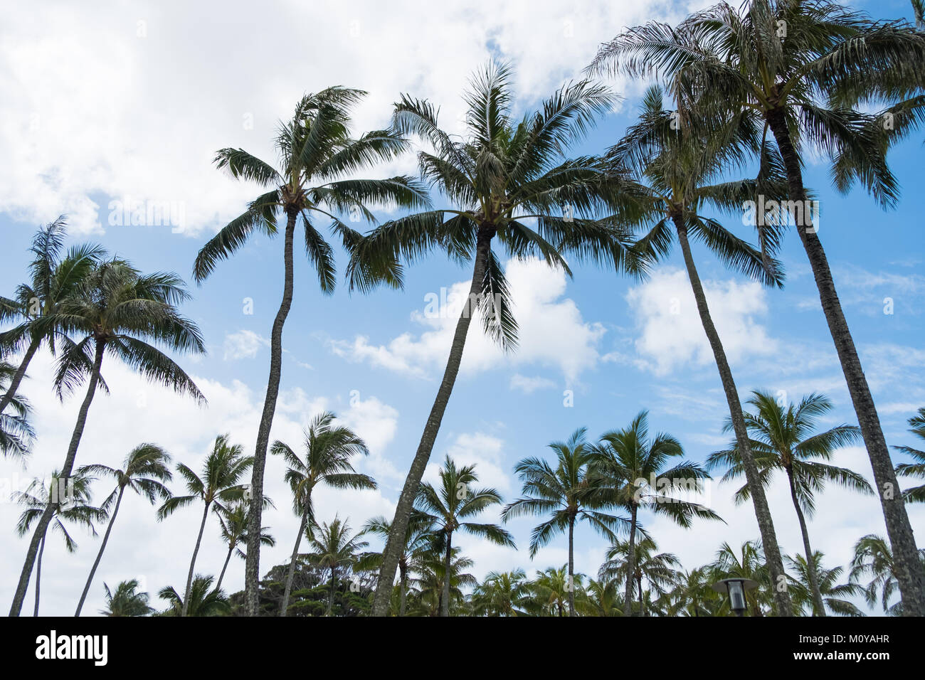 Hawaii beaches palm trees hi-res stock photography and images - Alamy
