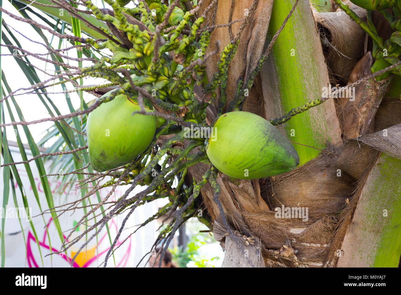 Coconuts in Palm Tree Hawaii Stock Photo Alamy