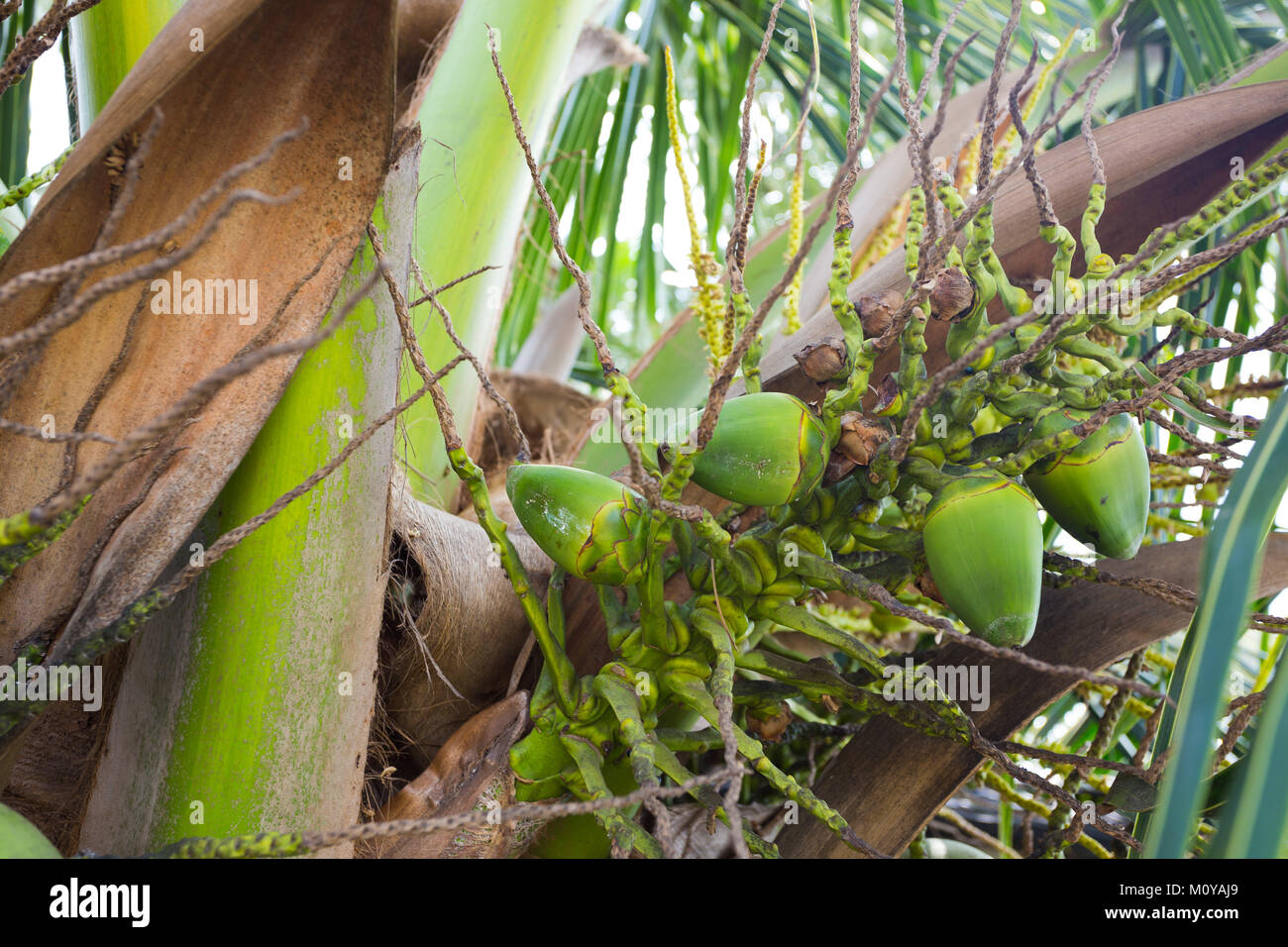Coconuts in Palm Tree Hawaii Stock Photo Alamy