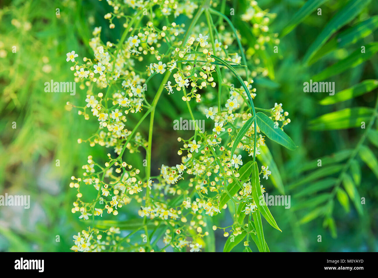 Dangling Tree Branch with Young Fresh Green Leaves and Beautiful Tender Small White Flowers. Vibrant Pastel Colors Golden Sunlight Flare. Easter Spari Stock Photo