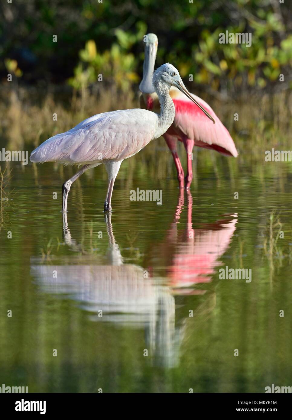 The roseate spoonbill (Platalea ajaja) (sometimes placed in its own genus Ajaja) Stock Photo