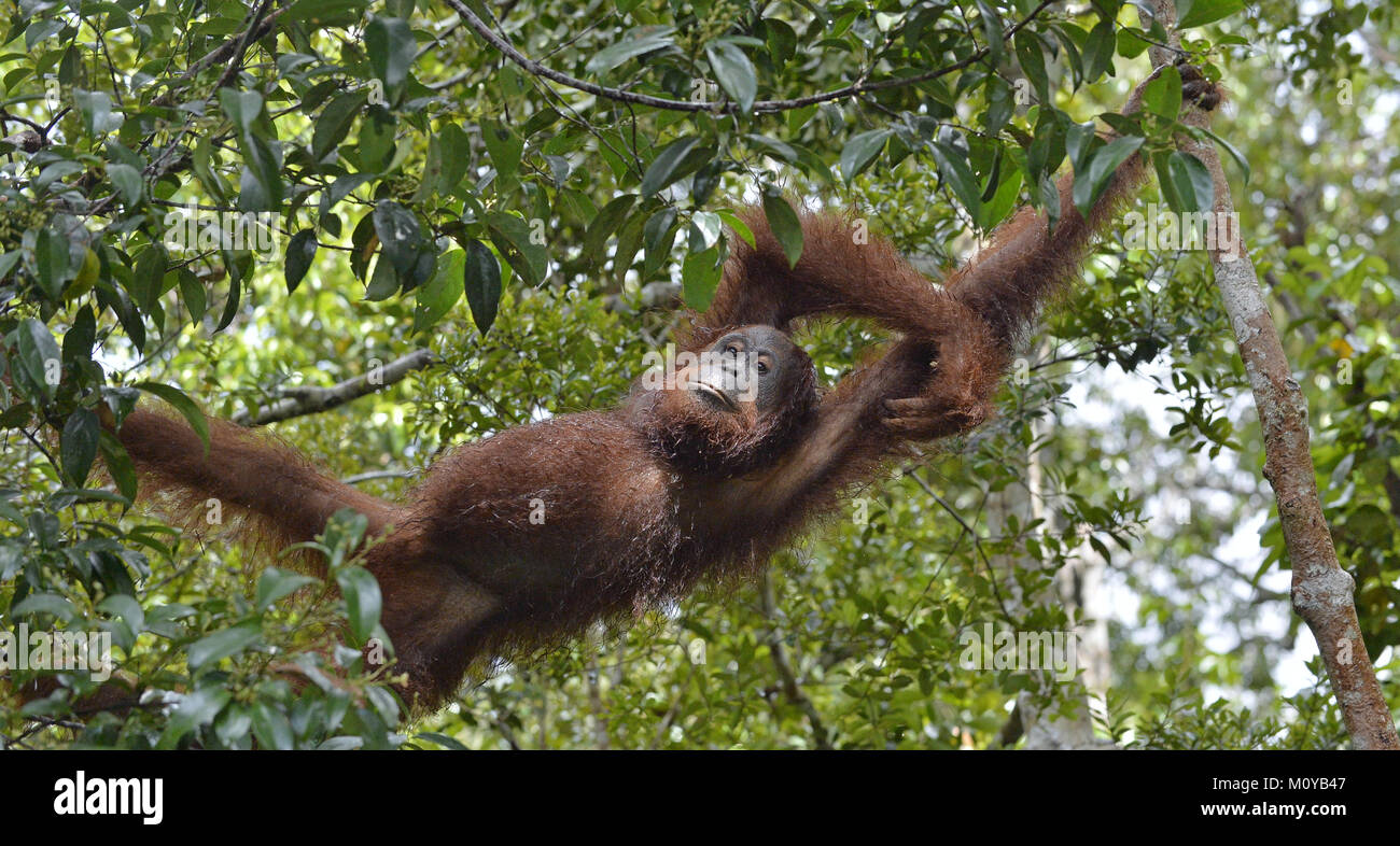 Relaxing orangutan in tree branches. Bornean orangutan (Pongo pygmaeus wurmmbii) in the wild nature. Rainforest of Island Borneo. Indonesia. Stock Photo