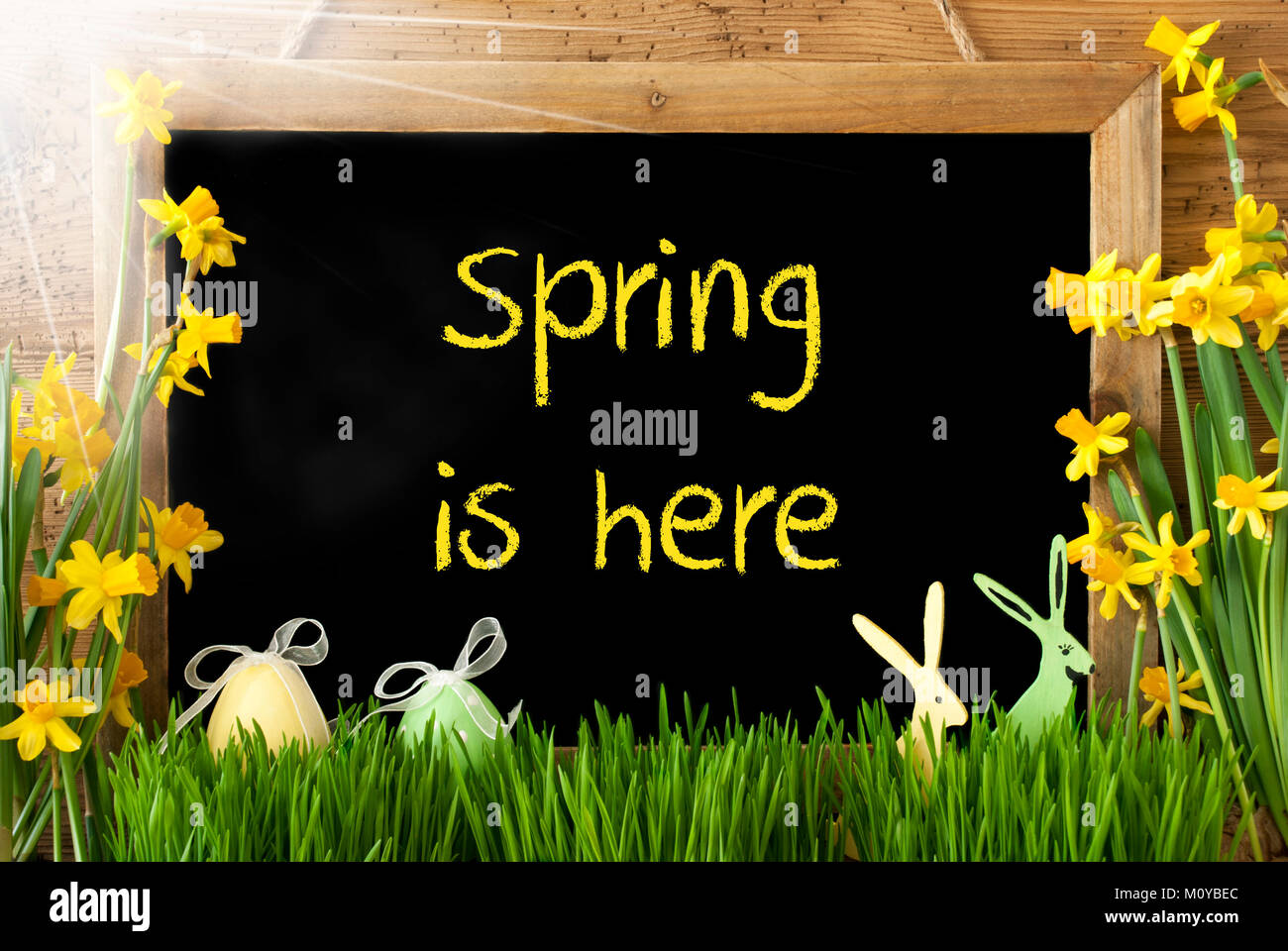 Sunny Narcissus, Easter Egg, Bunny, Text Spring Is Here Stock Photo