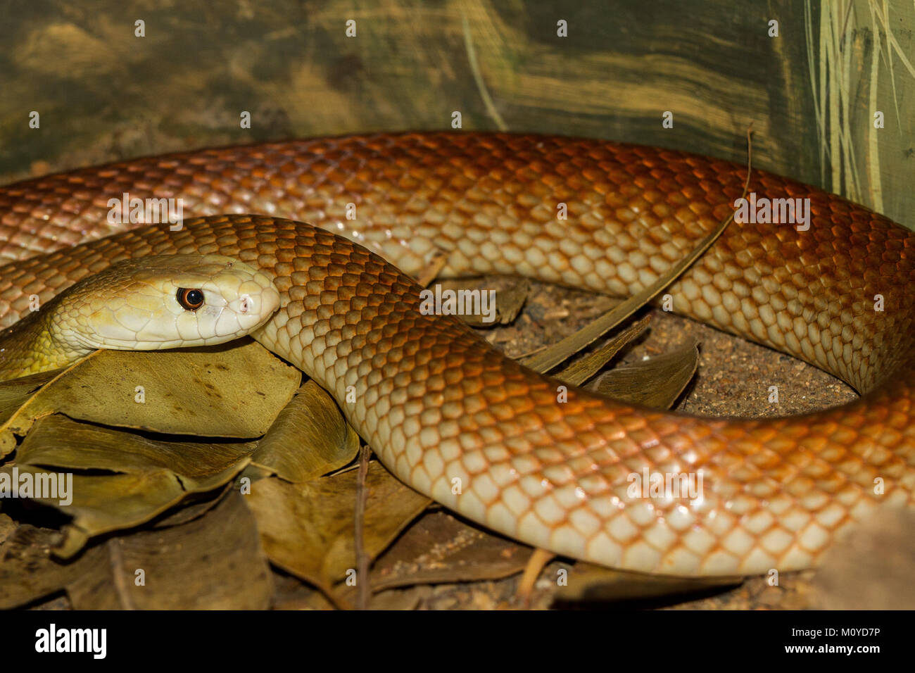 coastal taipan coastal taipan