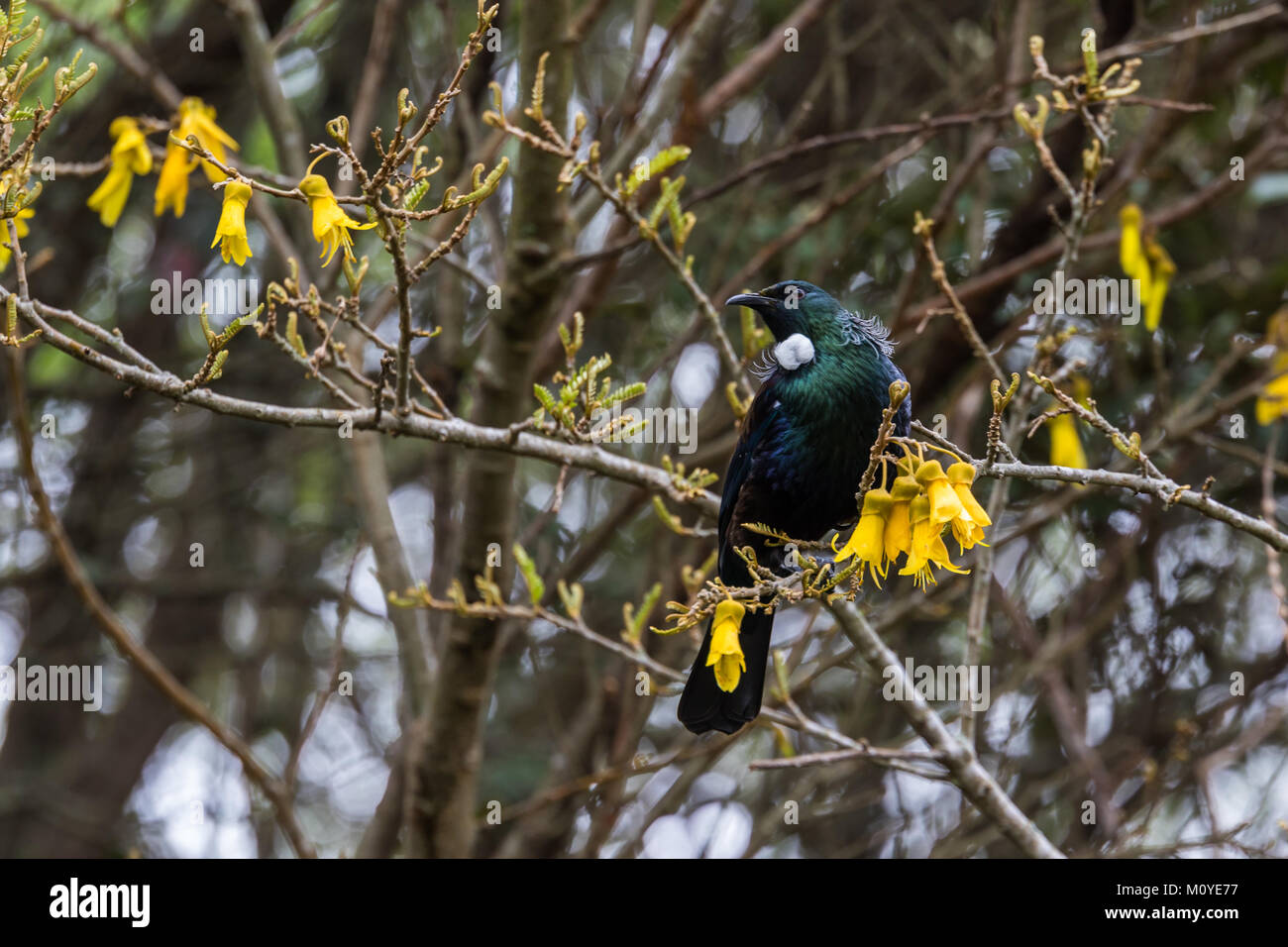 The native Tui bird of New Zealand feeding on Kowhai flowers Stock Photo